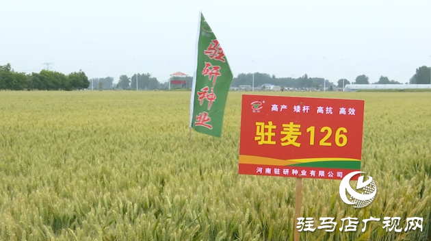 【喜訊】熱烈祝賀河南駐研種業(yè)小麥新品種“駐麥126”通過國審！