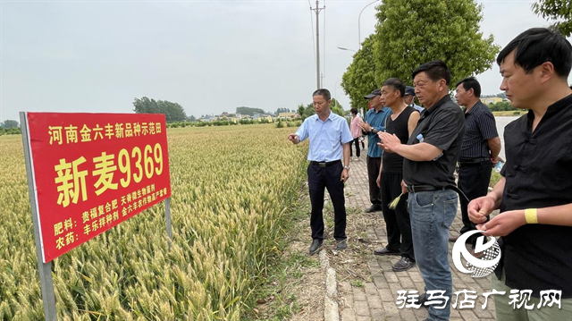 重磅！小麥新品種“新麥9369”落戶河南金六豐種業(yè)