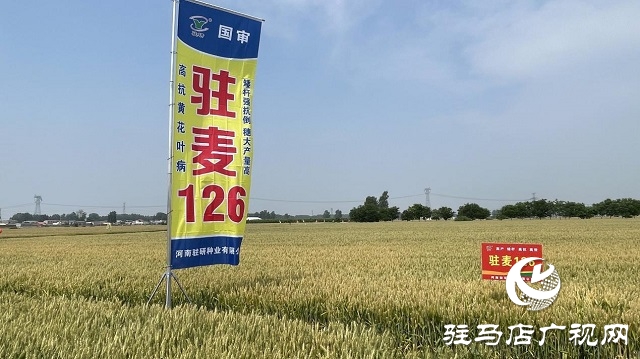 駐研種業(yè)捷報(bào)頻傳：駐麥126、駐麥156、駐研198相繼通過(guò)審定