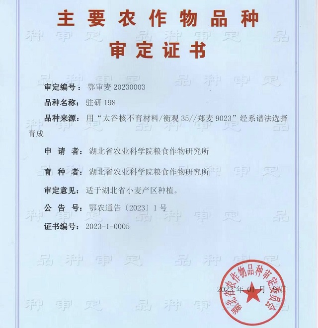 駐研種業(yè)捷報(bào)頻傳：駐麥126、駐麥156、駐研198相繼通過(guò)審定