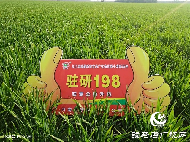 駐研種業(yè)捷報(bào)頻傳：駐麥126、駐麥156、駐研198相繼通過(guò)審定