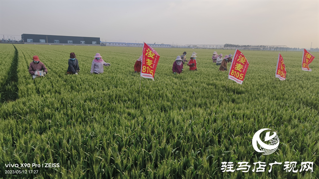 河南金糧田：嚴把麥種繁育質(zhì)量關(guān) 為來年豐收保駕護航