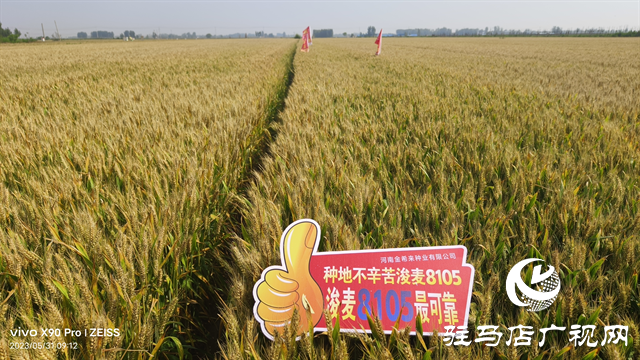 河南金糧田：嚴把麥種繁育質(zhì)量關(guān) 為來年豐收保駕護航