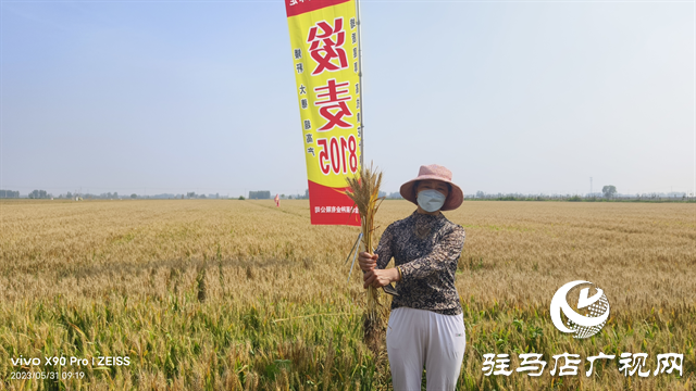 河南金糧田：嚴把麥種繁育質(zhì)量關(guān) 為來年豐收保駕護航