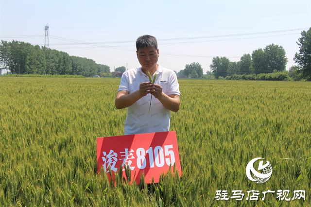 河南金糧田：嚴把麥種繁育質(zhì)量關(guān) 為來年豐收保駕護航