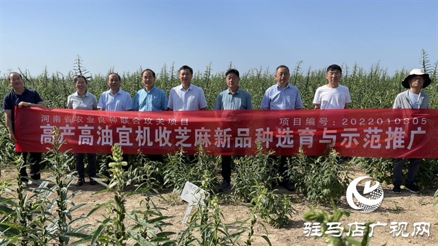 河南駐研種業(yè)：宜機(jī)收芝麻新品種的選育成功實現(xiàn)全程機(jī)械化
