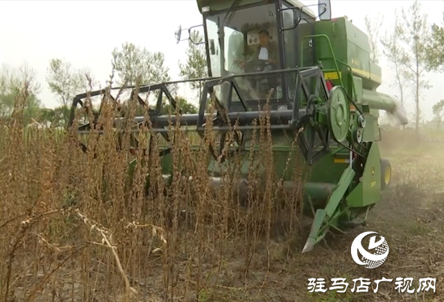 河南駐研種業(yè)：宜機(jī)收芝麻新品種的選育成功實現(xiàn)全程機(jī)械化