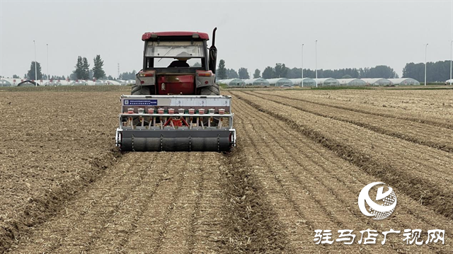 河南駐研種業(yè)：宜機(jī)收芝麻新品種的選育成功實現(xiàn)全程機(jī)械化