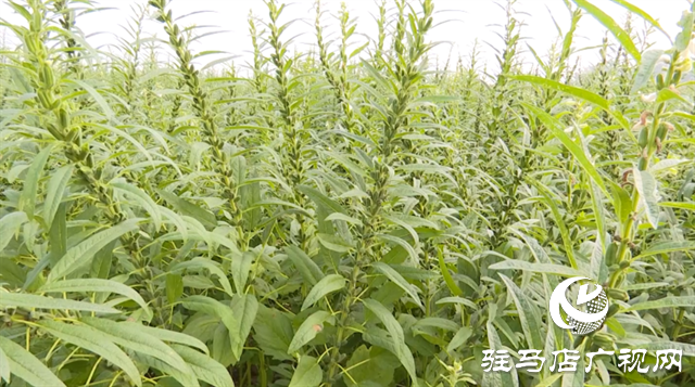 河南駐研種業(yè)：宜機(jī)收芝麻新品種的選育成功實現(xiàn)全程機(jī)械化