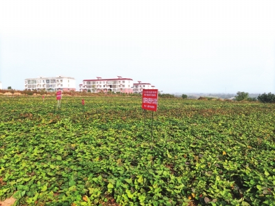 小紅薯大產(chǎn)業(yè)，一根粉條帶動一座城 禹州“三”粉產(chǎn)業(yè)化崛起之路還有多遠？