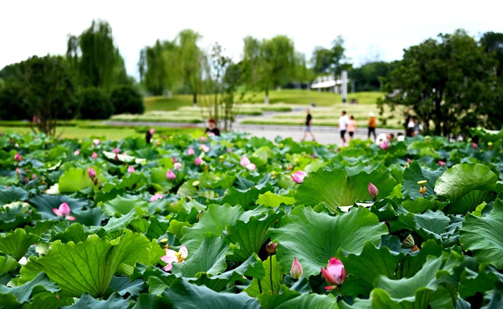 新聞多一點(diǎn)丨天漢濕地公園：漢中綠水青山生態(tài)畫(huà)卷的“城市名片”