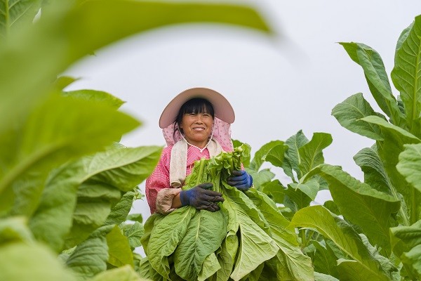 中原“豐”味丨河南各地秋收圖景搶“鮮”上市！這些成語藏在其中