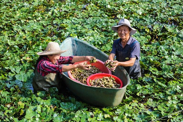 中原“豐”味丨河南各地秋收圖景搶“鮮”上市！這些成語藏在其中