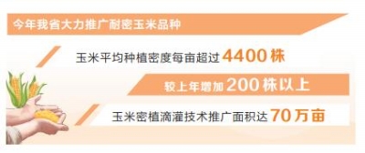 新時代 新征程 新偉業(yè)·豫見“三秋”丨玉米密植高產(chǎn)技術高在哪兒