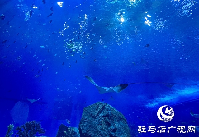 駐馬店多家旅行社負責人赴鄭州海昌海洋旅游度假區(qū)進行踩線活動