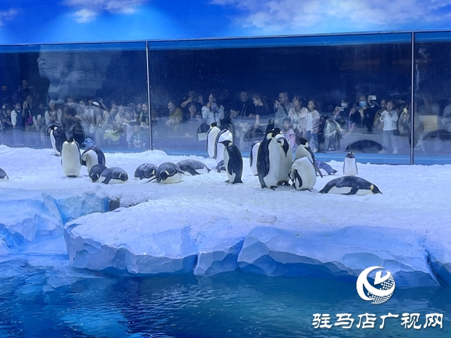 駐馬店多家旅行社負責人赴鄭州海昌海洋旅游度假區(qū)進行踩線活動