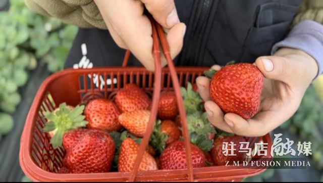 吃貨看過來！每斤35元！駐馬店這一水果新鮮上市......