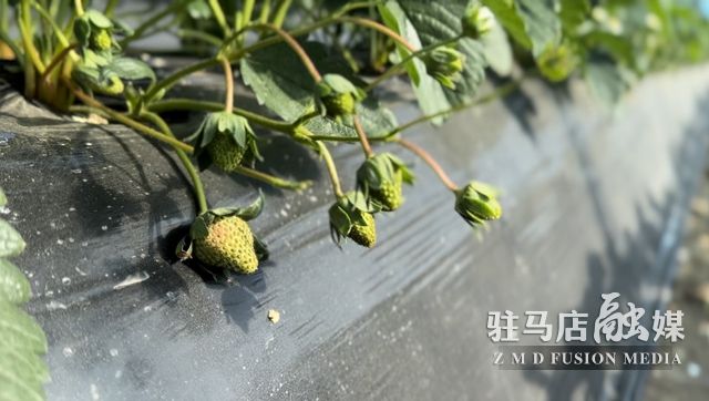 吃貨看過來！每斤35元！駐馬店這一水果新鮮上市......