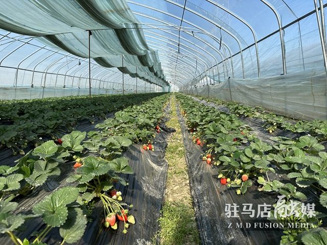 吃貨看過來！每斤35元！駐馬店這一水果新鮮上市......