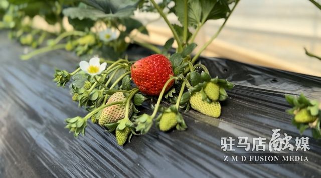 吃貨看過來！每斤35元！駐馬店這一水果新鮮上市......