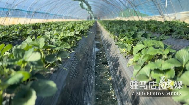 吃貨看過來！每斤35元！駐馬店這一水果新鮮上市......