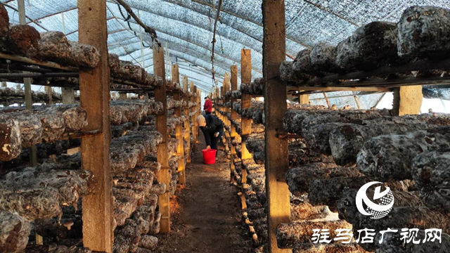駐村第一書記常永新：發(fā)展特色產業(yè) 帶富一方百姓