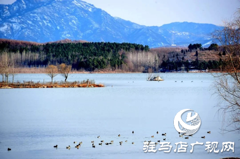 詩朗誦《銅山湖雪岸、玉樹、水鳥........絕美的一幅畫》