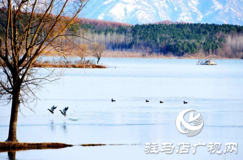 詩朗誦《銅山湖雪岸、玉樹、水鳥........絕美的一幅畫》