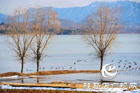 詩朗誦《銅山湖雪岸、玉樹、水鳥........絕美的一幅畫》