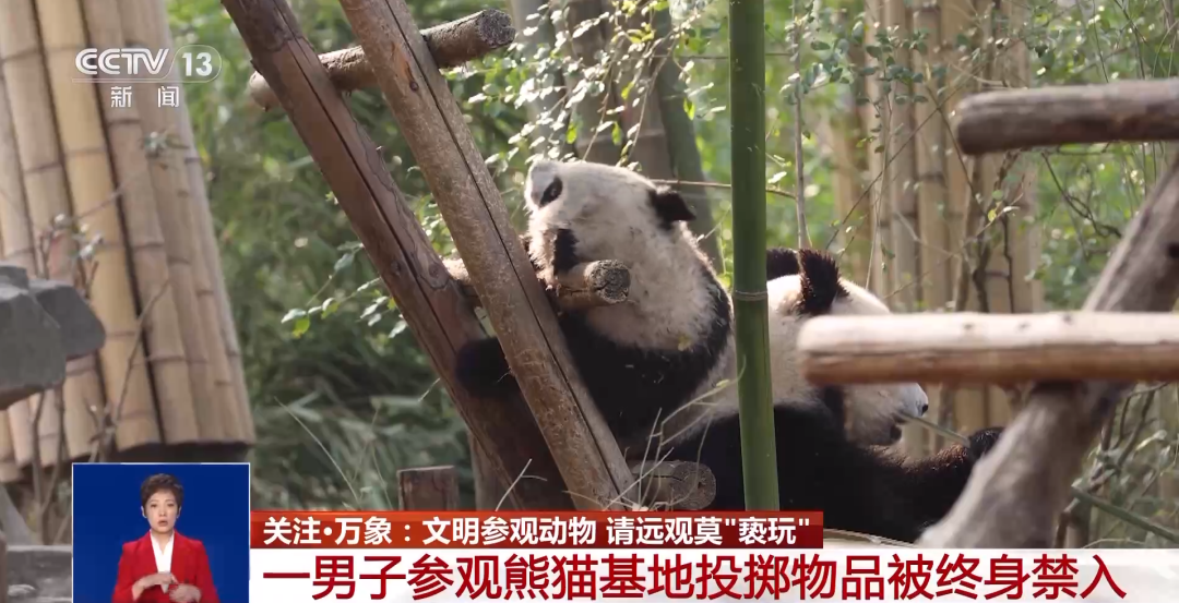 又有游客被終身禁入，為什么不能隨意投喂大熊貓？