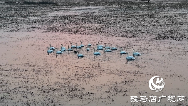 寒冬，他們?cè)谒搌喓竦厥刈o(hù)候鳥(niǎo)