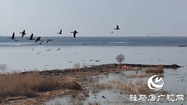 寒冬，他們?cè)谒搌喓竦厥刈o(hù)候鳥(niǎo)
