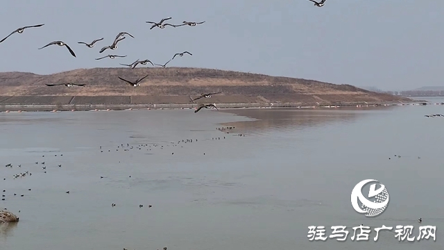 寒冬，他們?cè)谒搌喓竦厥刈o(hù)候鳥(niǎo)