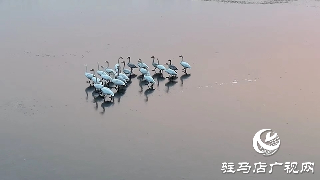 寒冬，他們?cè)谒搌喓竦厥刈o(hù)候鳥(niǎo)