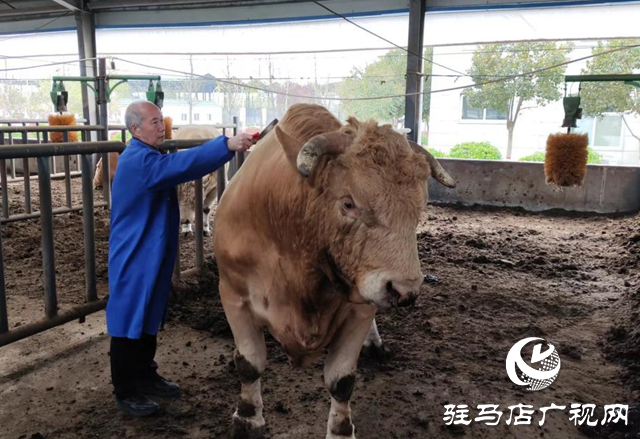 全國(guó)兩會(huì)精神進(jìn)基層||泌陽(yáng)縣夏南?？萍奸_發(fā)有限公司：加快發(fā)展新質(zhì)生產(chǎn)力 推動(dòng)肉牛產(chǎn)業(yè)發(fā)展壯大