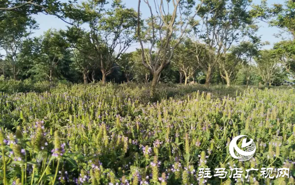 汝南縣東官莊鎮(zhèn)：林下經濟鼓起農民錢袋子