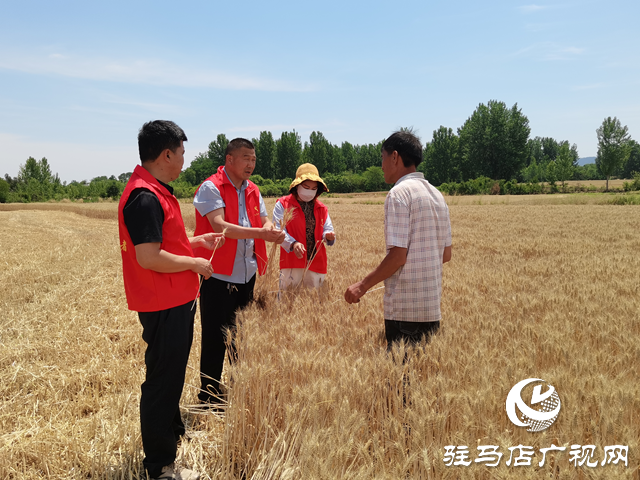 泌陽(yáng)縣高店鎮(zhèn)瓦房村：黨員干部助力種糧大戶搶收小麥