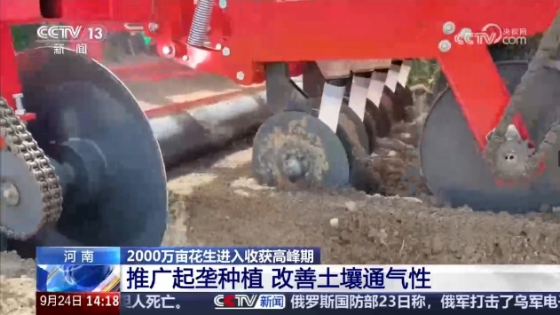 豐收在望！正陽花生再登央視新聞