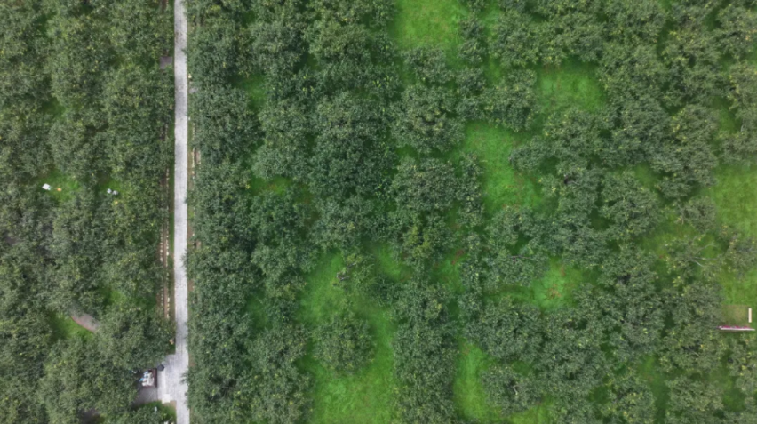 好品中國丨金秋“豐”景，與“梨”相約