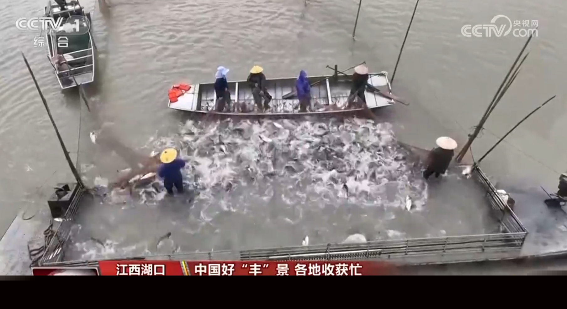 稻谷香、魚滿艙、棉花朵朵開……田間地頭收獲忙 一派活力好“豐”光
