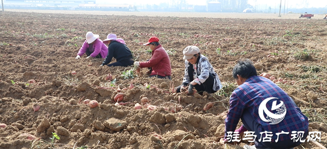 確山縣：紅薯喜豐收，田間收獲忙