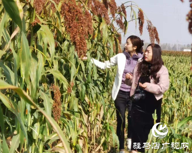 驛城區(qū)攝影家協(xié)會到諸市鎮(zhèn)開展采風(fēng)活動