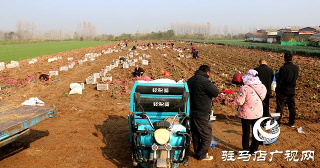 確山縣朗陵街道：黨建引領“巾幗”紅 蓄力賦能促振興