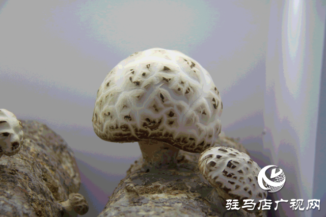 明日正式開幕！2025泌陽花菇國際產(chǎn)業(yè)創(chuàng)新大會