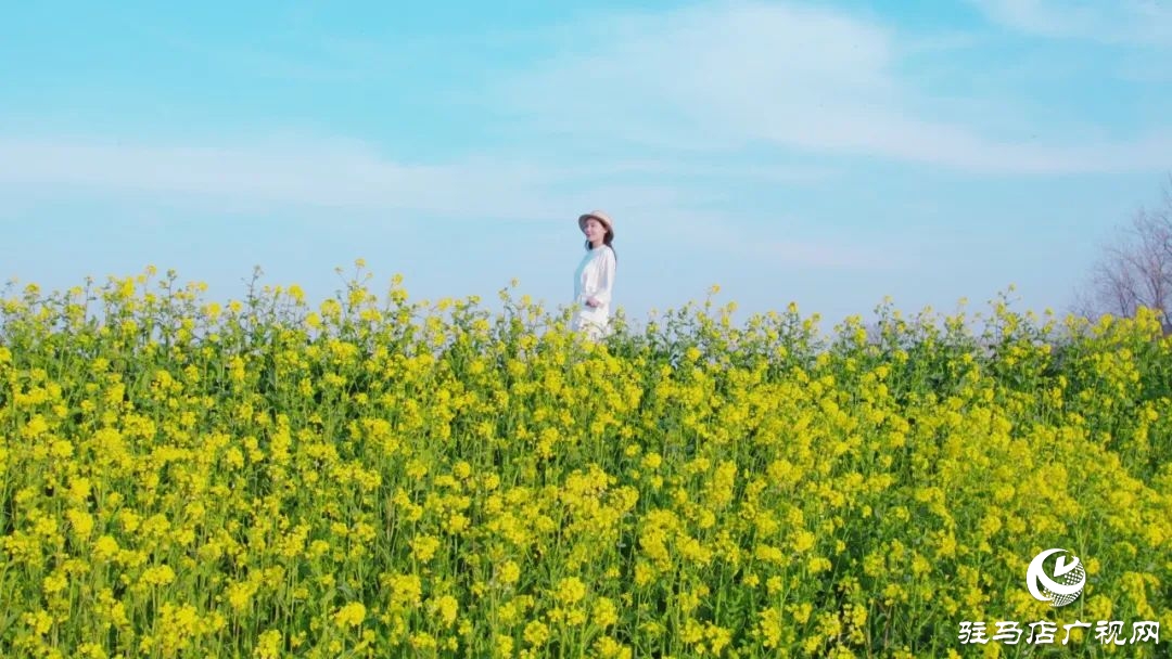 新蔡的油菜花都開(kāi)了 快來(lái)看春天的“金色顯眼包”