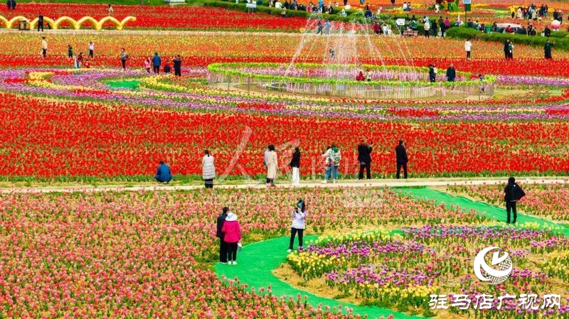 【邀您打卡】3月22日，嵖岈山郁金香園盛大啟幕