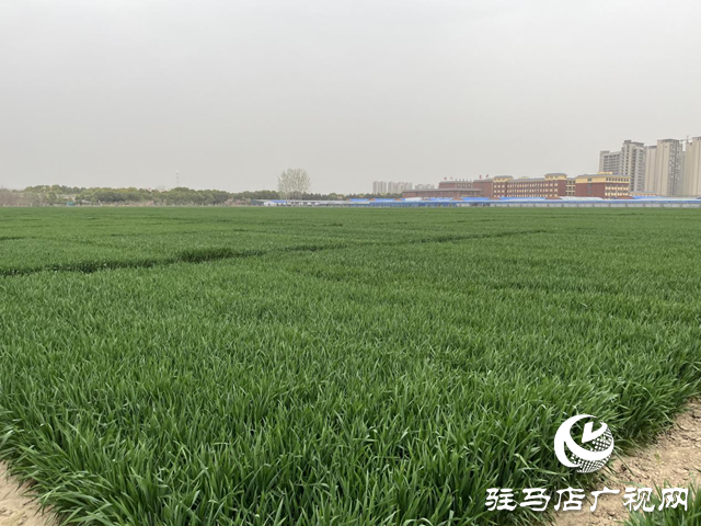 寒潮來(lái)襲小麥如何保暖？駐馬店農(nóng)科專(zhuān)家支招科學(xué)應(yīng)對(duì)