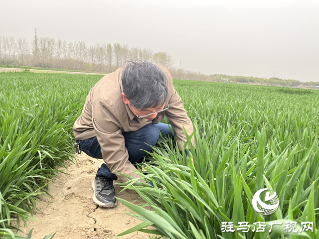 寒潮來(lái)襲小麥如何保暖？駐馬店農(nóng)科專(zhuān)家支招科學(xué)應(yīng)對(duì)