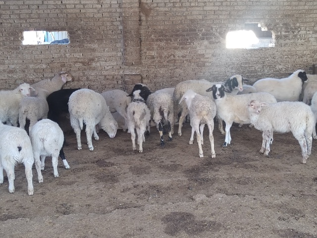 駐馬店市動物防疫檢疫中心發(fā)布4月份動物預警預報