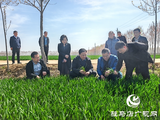  西平縣委書記侯公濤調(diào)研水利項(xiàng)目建設(shè)、麥田管理等重點(diǎn)工作